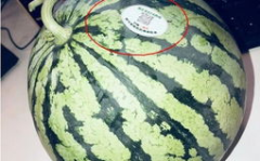 网红吃瓜船,揭秘娱乐圈幕后风云